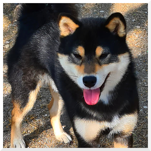 Photo de Miuki mâle shiba inu