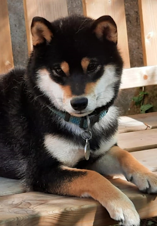 Femelle Shiba Inu Rousse - Yumi