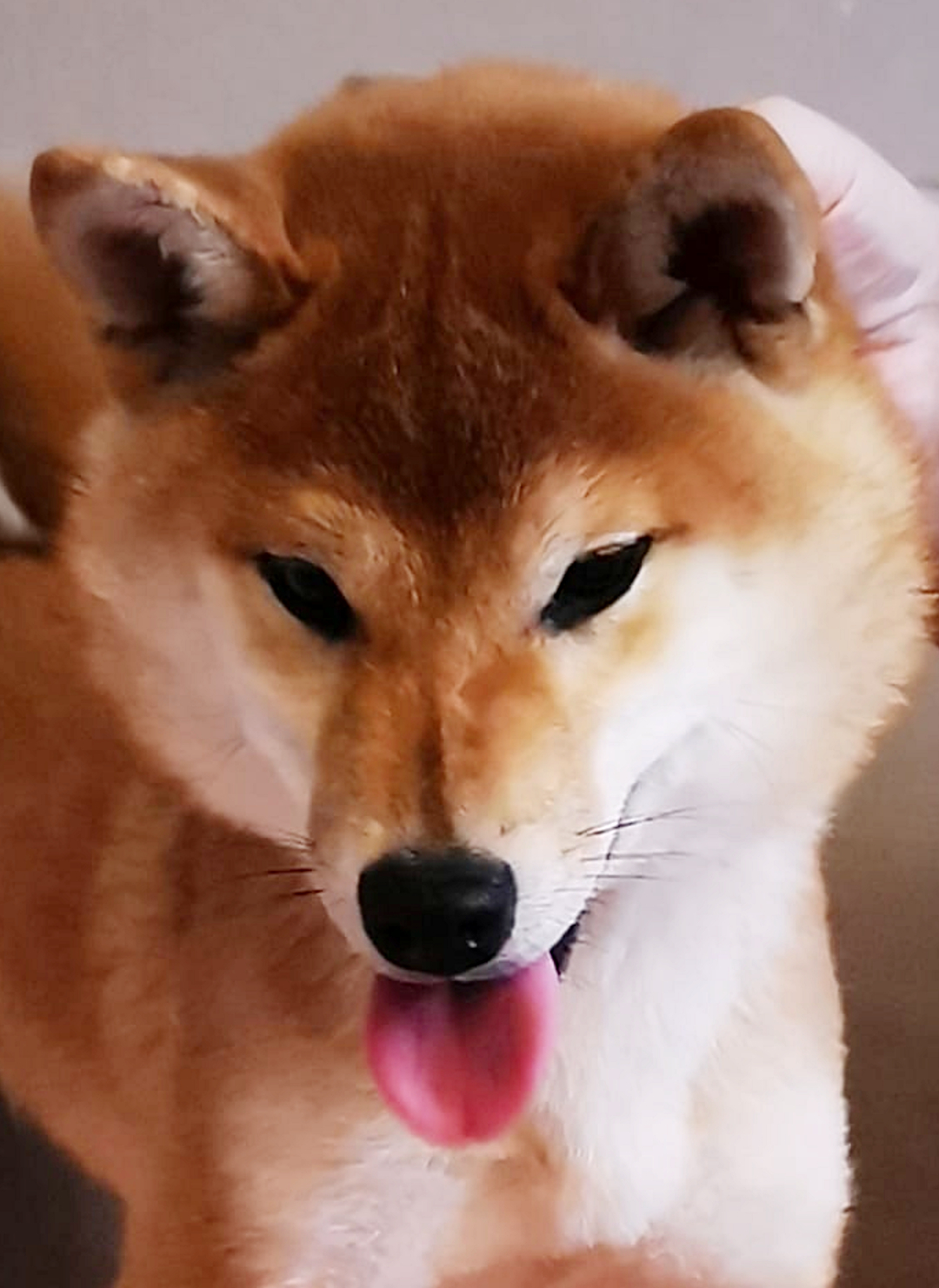 Anzu Femelle Shiba Inu Rousse Présentation